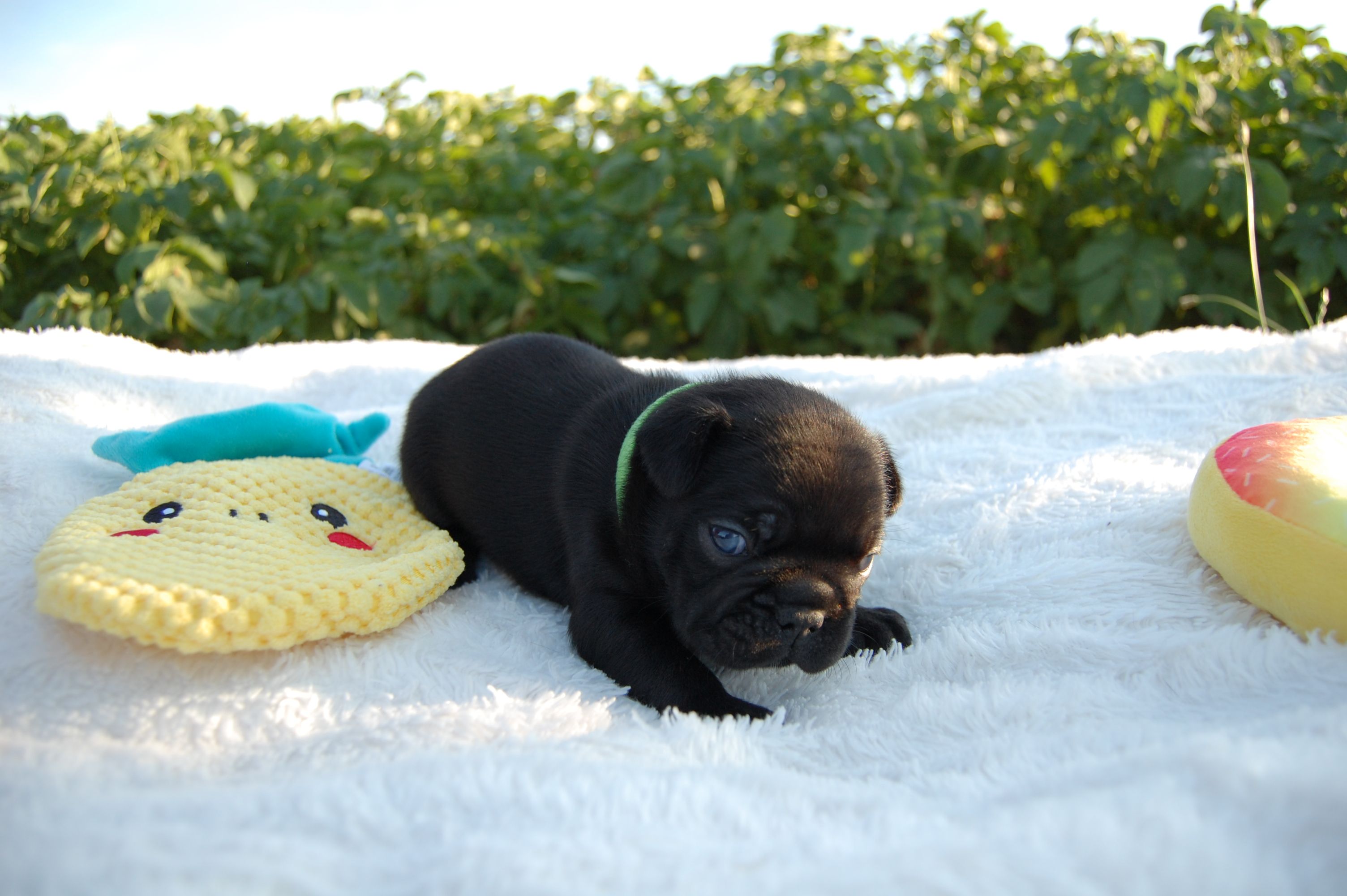 <svg class='green'></svg> <b>Mr.Sirius Black</b> <svg class='green'></svg>